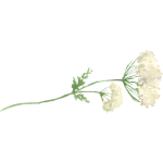 Fleur sauvage au sommet de sa maturité, légère et lumineuse, prête à semer ses graines.