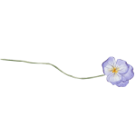 Fleur sauvage en pleine floraison, enracinée et rayonnante, symbolisant la transformation en cours.