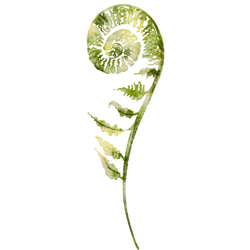 Illustration symbolique d’une fougère en spirale, représentant la croissance intérieure et l’unification des parts de soi, en lien avec la psychosynthèse.