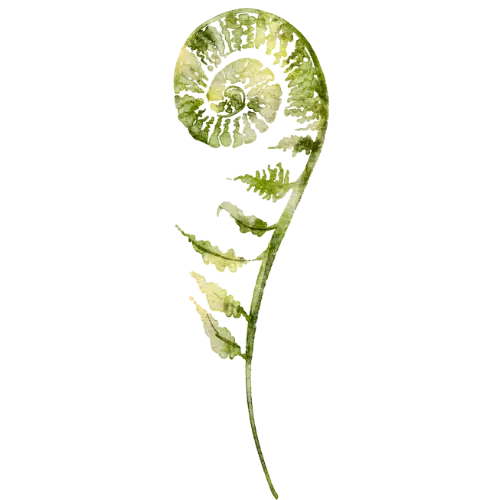 Illustration symbolique d’une fougère en spirale, représentant la croissance intérieure et l’unification des parts de soi, en lien avec la psychosynthèse.