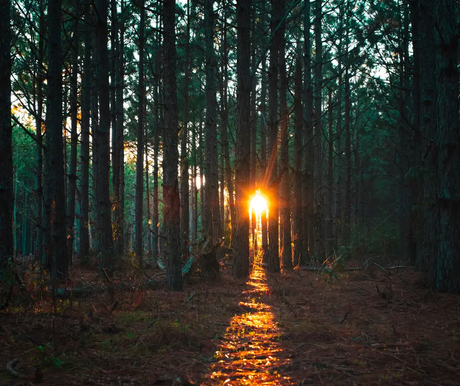 Consultation astrologique symbolisée par un rayon de soleil traversant la forêt, image de la clarté qui éclaire une décision