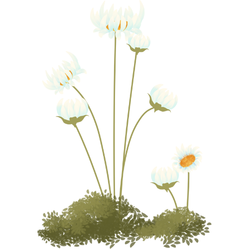 life transition coaching for women - flowers emerging from the earth