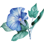 Illustration aquarelle d’un liseron – plante grimpante, symbole de reliance, d’élévation et de délicatesse dans un accompagnement transition de vie