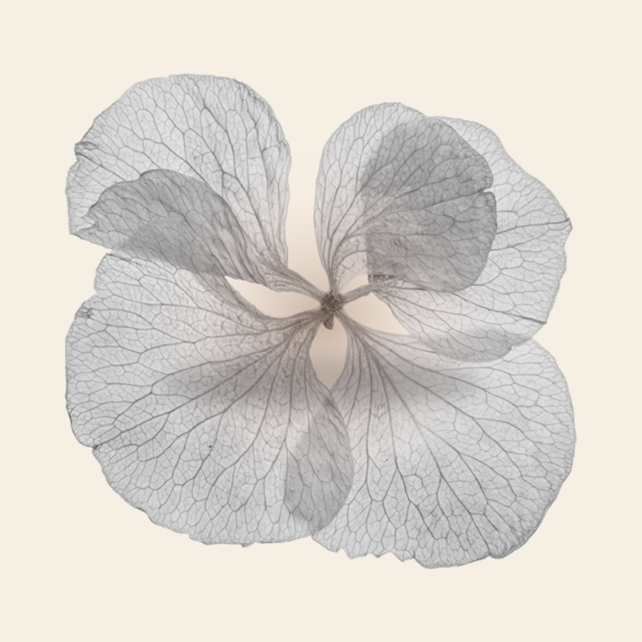 Visuel floral illustrant les modalités de l’accompagnement perte de sens au travail proposé par Nathalie Auvolat.